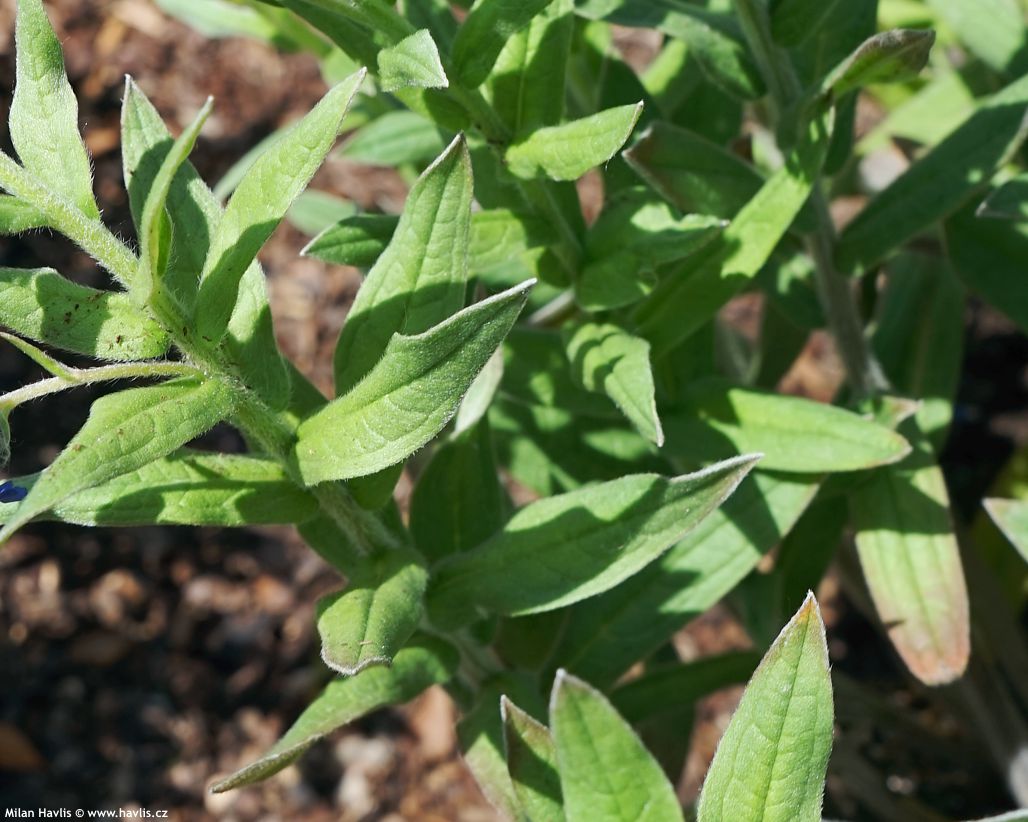 lindelofia longiflora