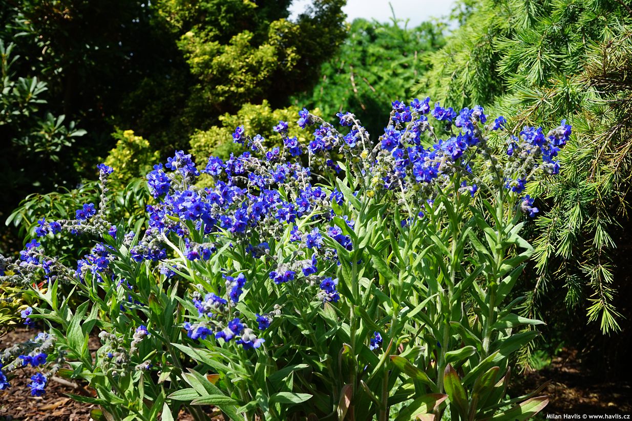 lindelofia longiflora