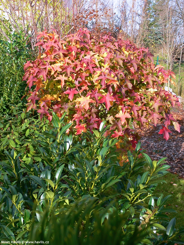 liquidambar styraciflua Gum Ball