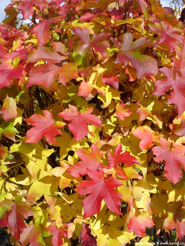 liquidambar styraciflua Gum Ball