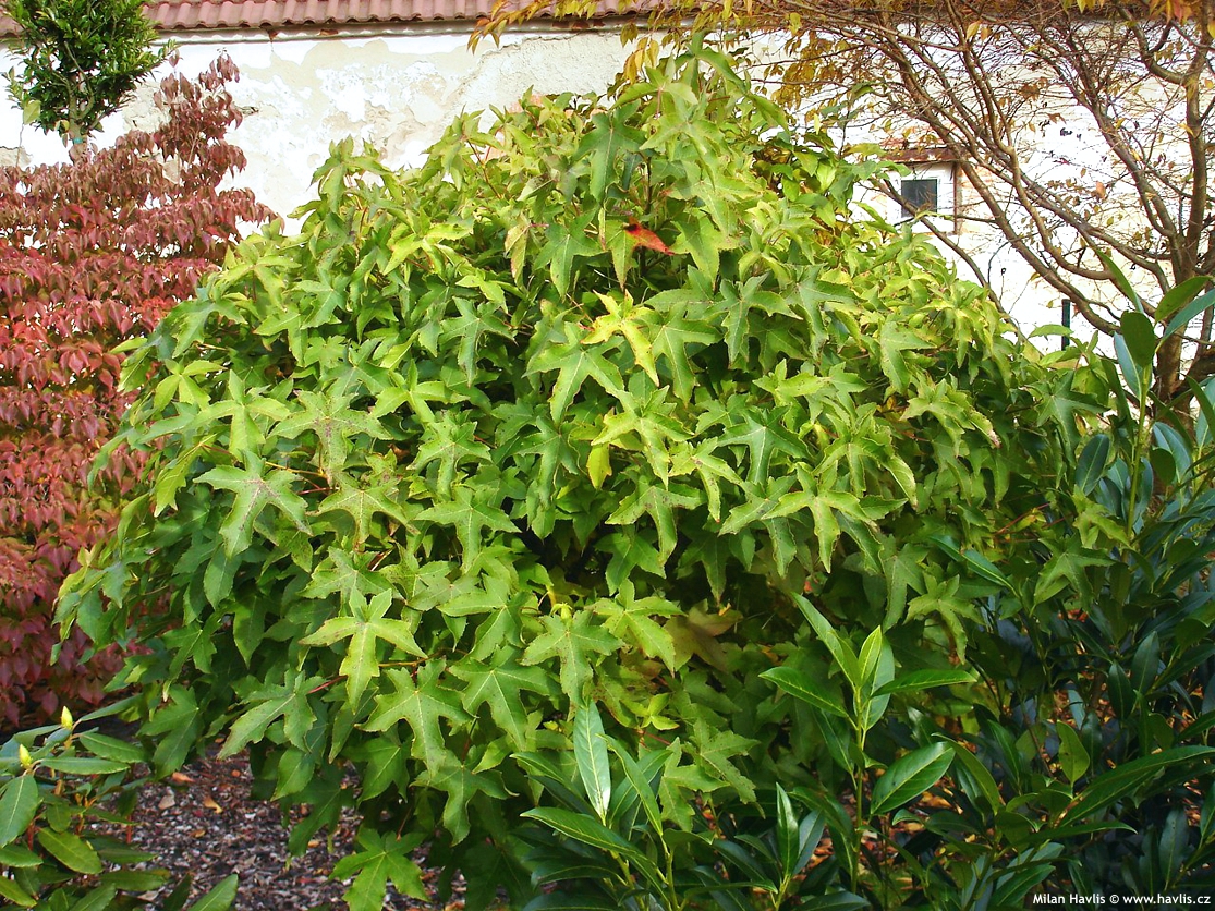 liquidambar styraciflua Gum Ball