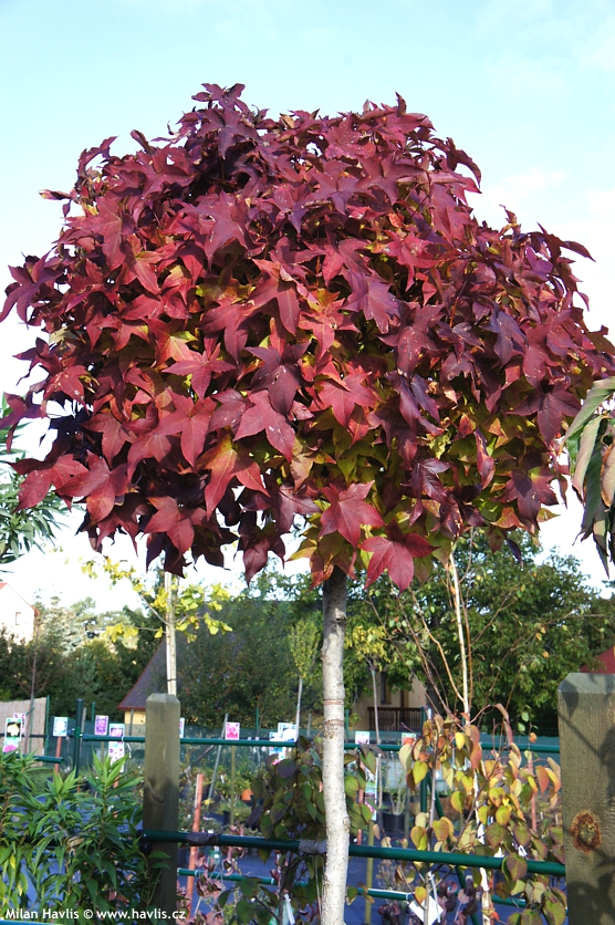 liquidambar styraciflua Gum Ball