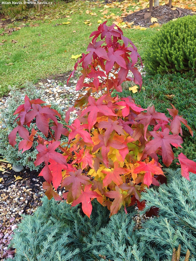 liquidambar styraciflua Gum Ball