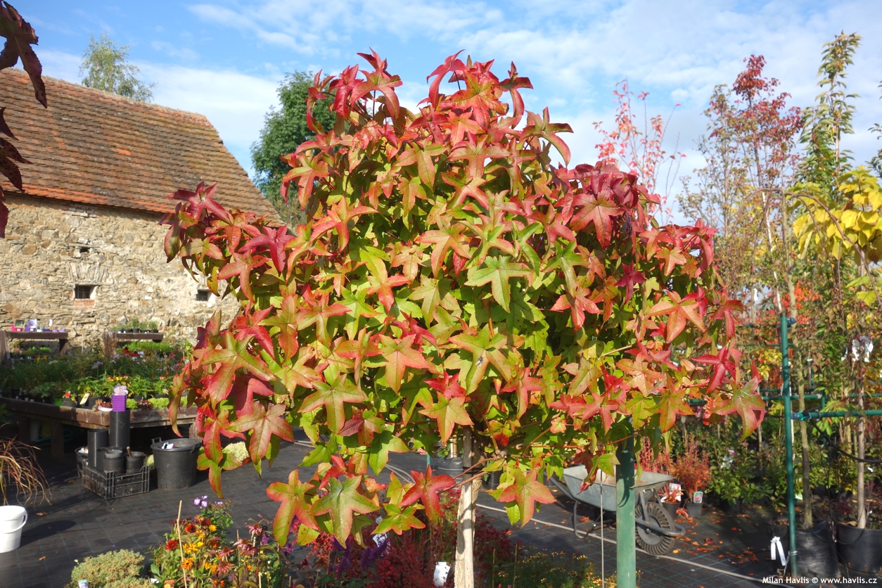 liquidambar styraciflua Gum Ball