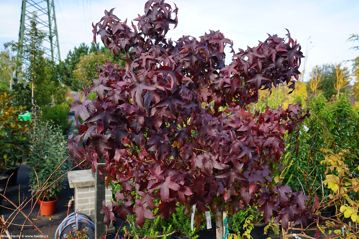 liquidambar styraciflua Gum Ball
