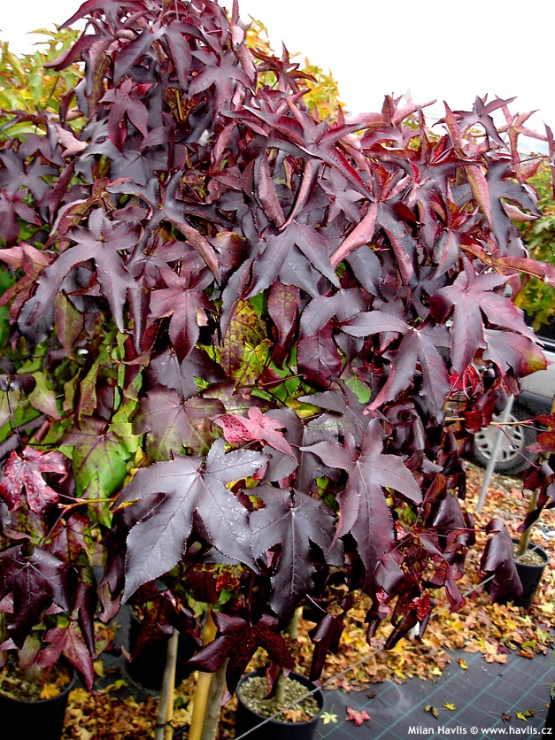 liquidambar styraciflua Gum Ball