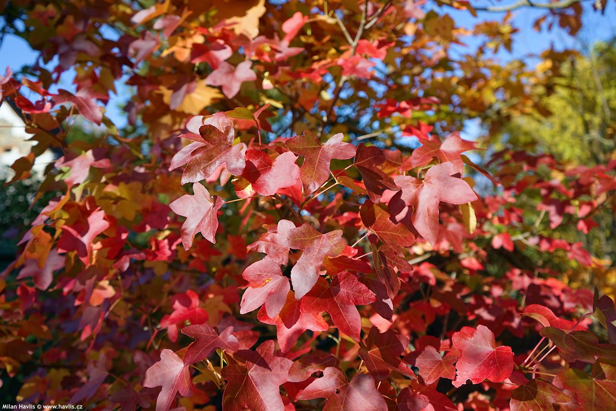 liquidambar styraciflua Rotundiloba