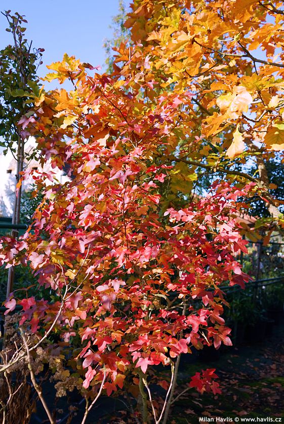 liquidambar styraciflua Rotundiloba