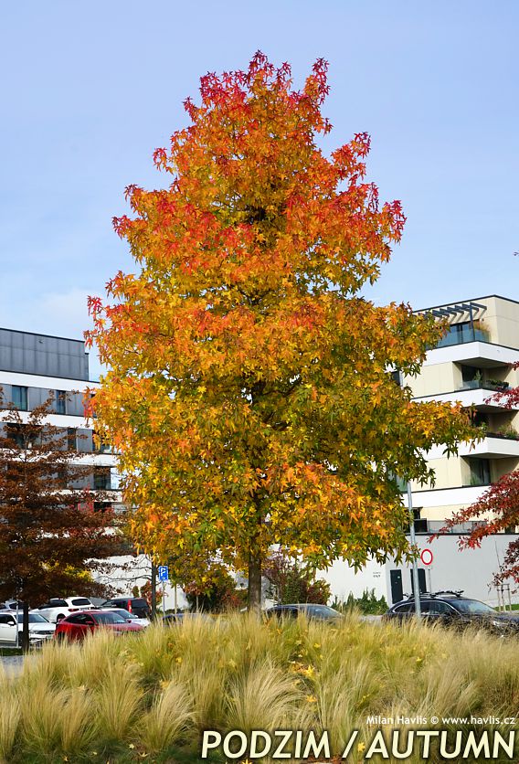 liquidambar styraciflua Worplesdon