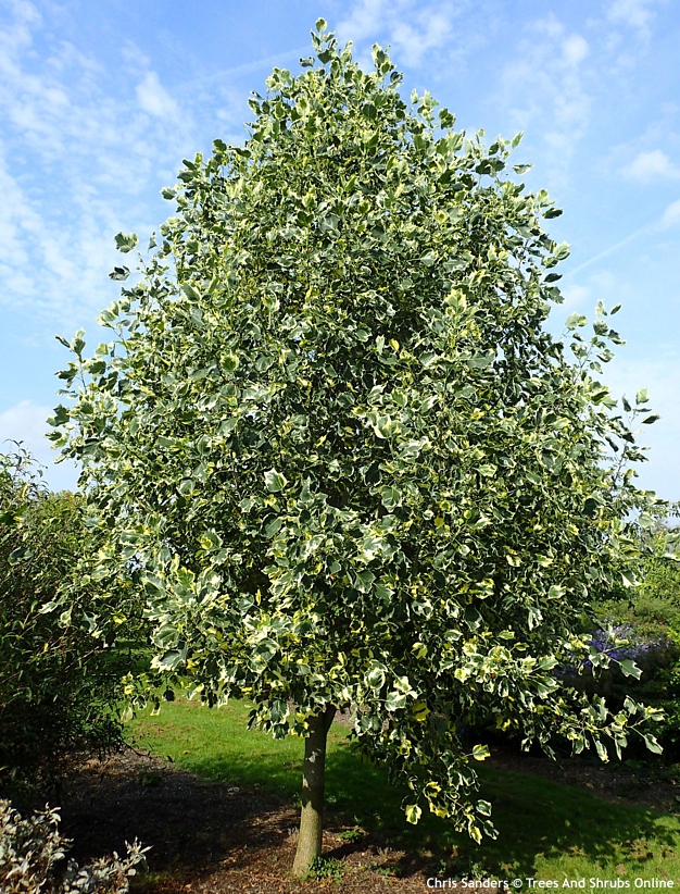 liriodendron tulipifera Snowbird.jpg