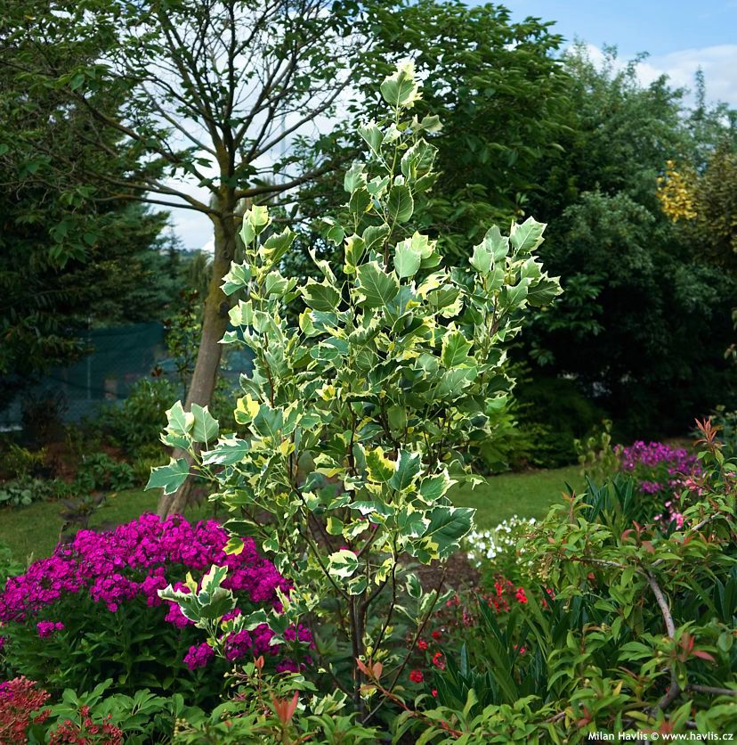 liriodendron tulipifera Snowbird