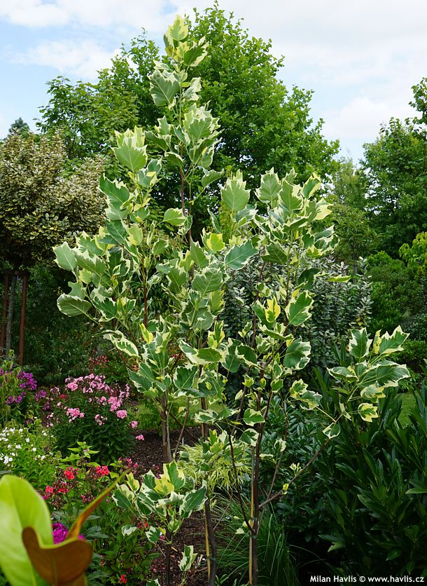 liriodendron tulipifera Snowbird