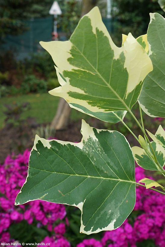 liriodendron tulipifera Snowbird
