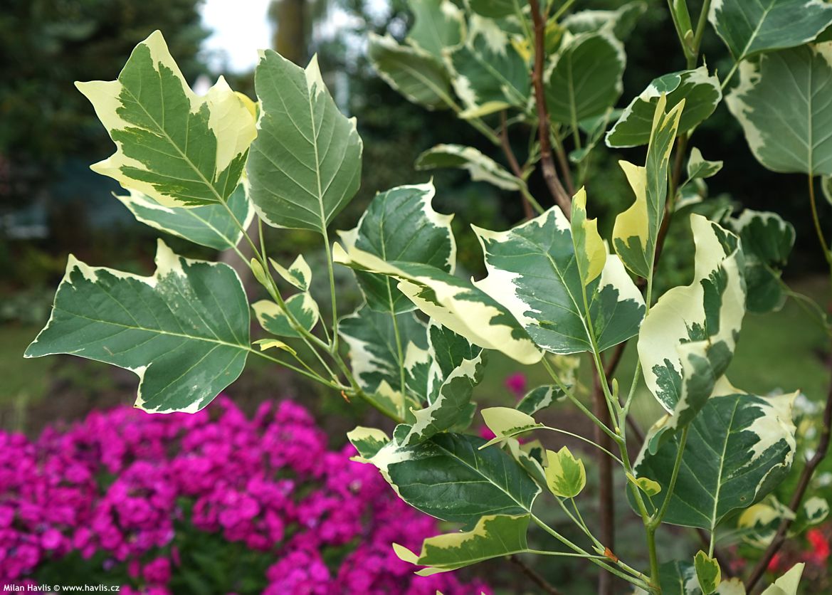 liriodendron tulipifera Snowbird