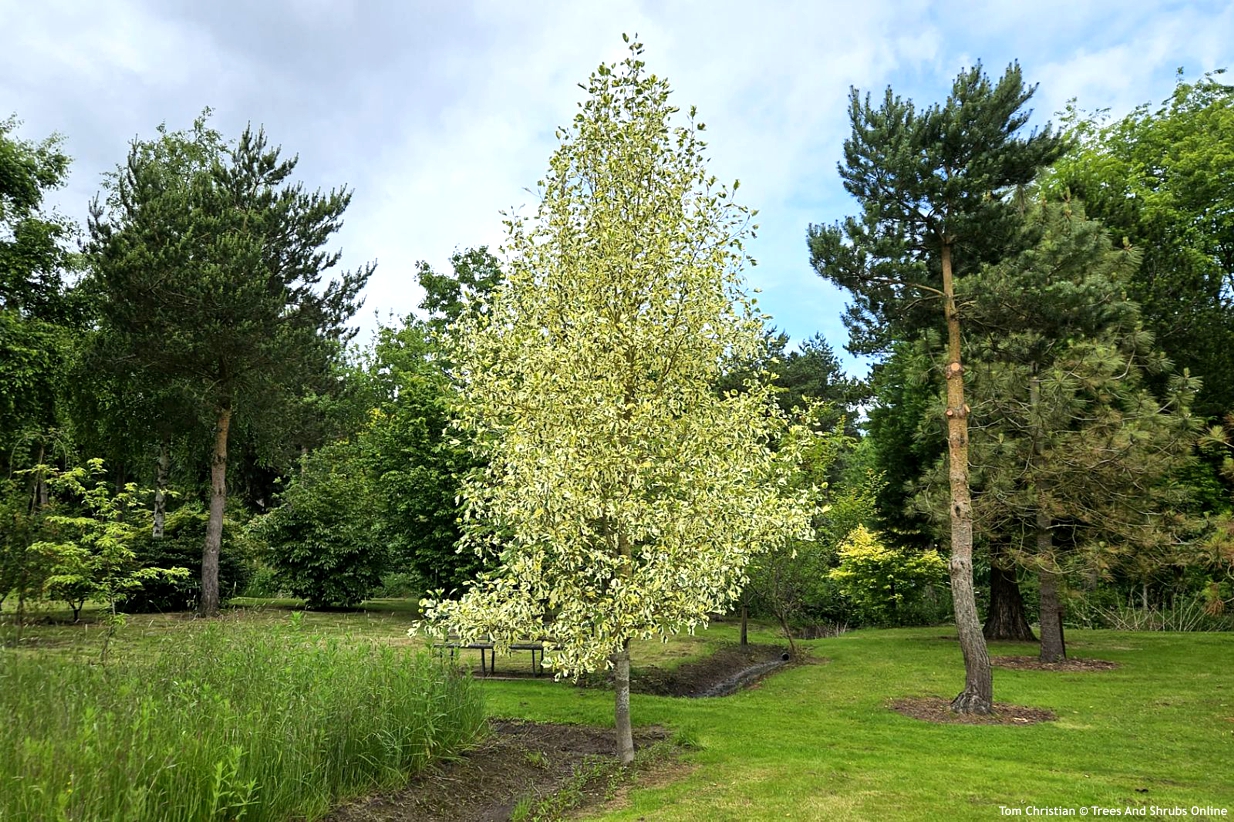 liriodendron tulipifera Snowbird