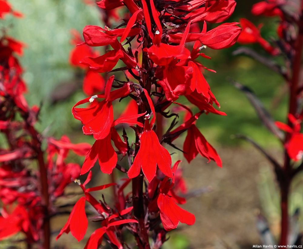 lobelia x speciosa Queen Victoria