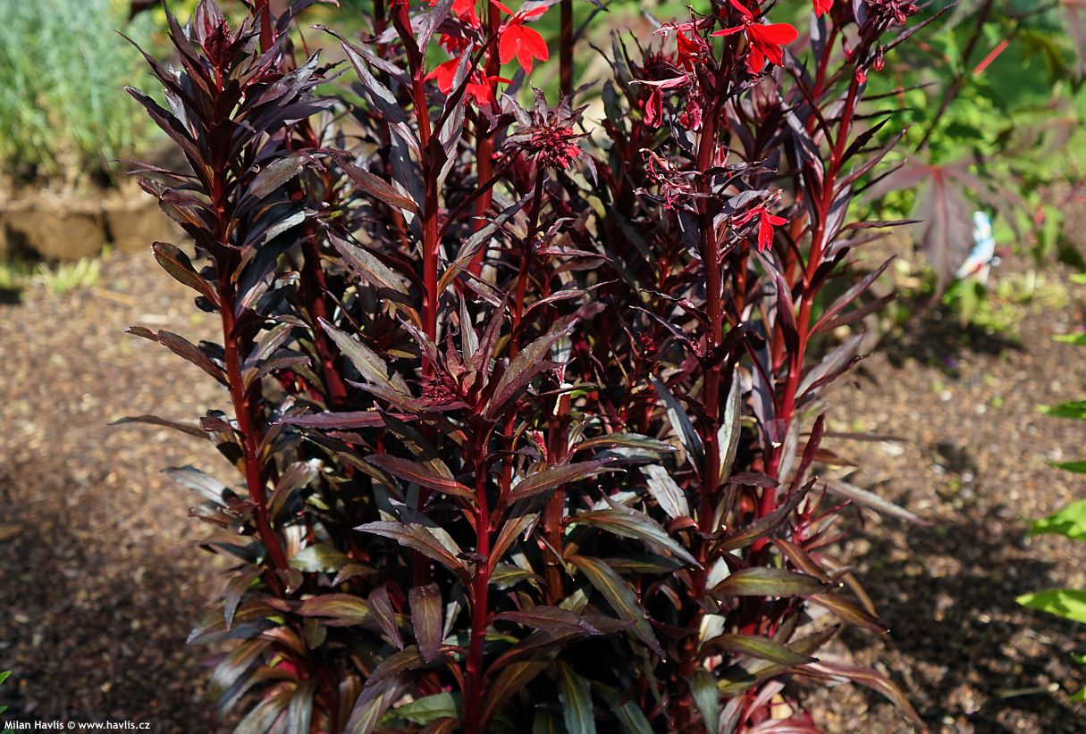lobelia x speciosa Queen Victoria