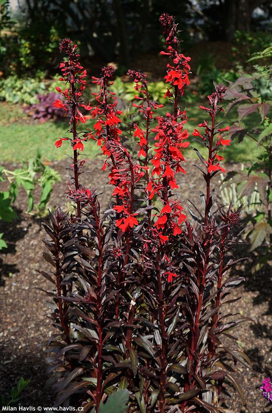 lobelia x speciosa Queen Victoria