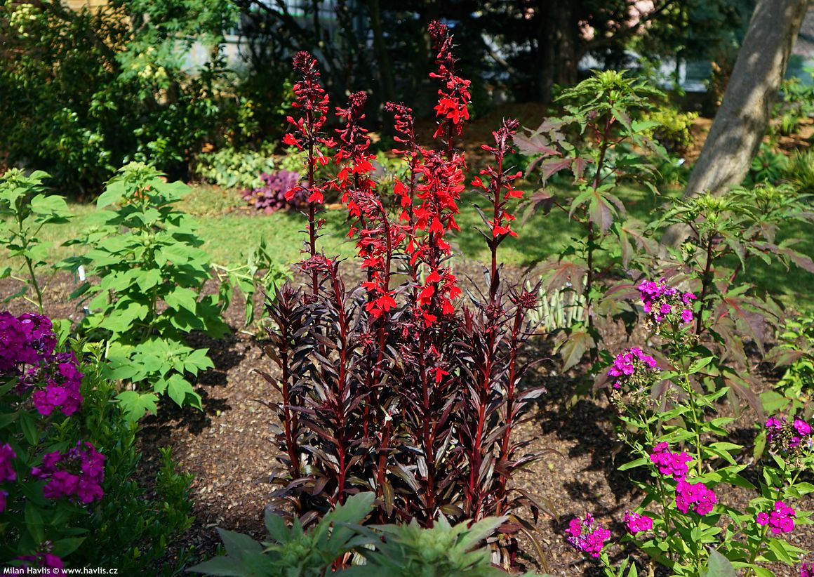 lobelia x speciosa Queen Victoria