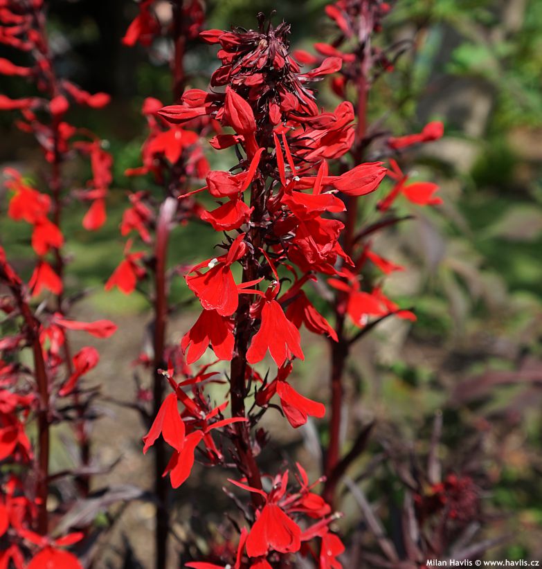 lobelia x speciosa Queen Victoria