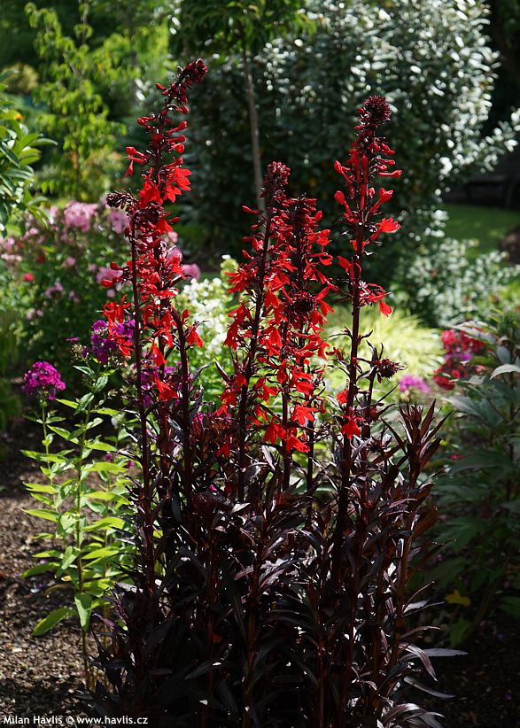 lobelia x speciosa Queen Victoria