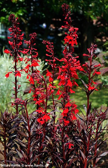 Lobelia 'QUEEN VICTORIA'