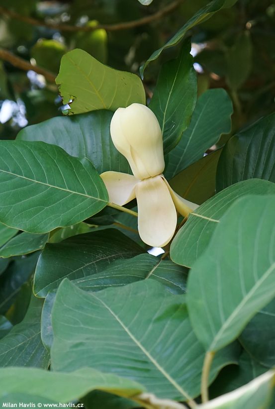 magnolia delavayi