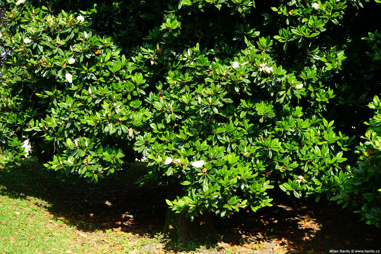 magnolia grandiflora
