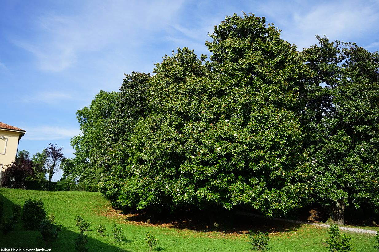 magnolia grandiflora