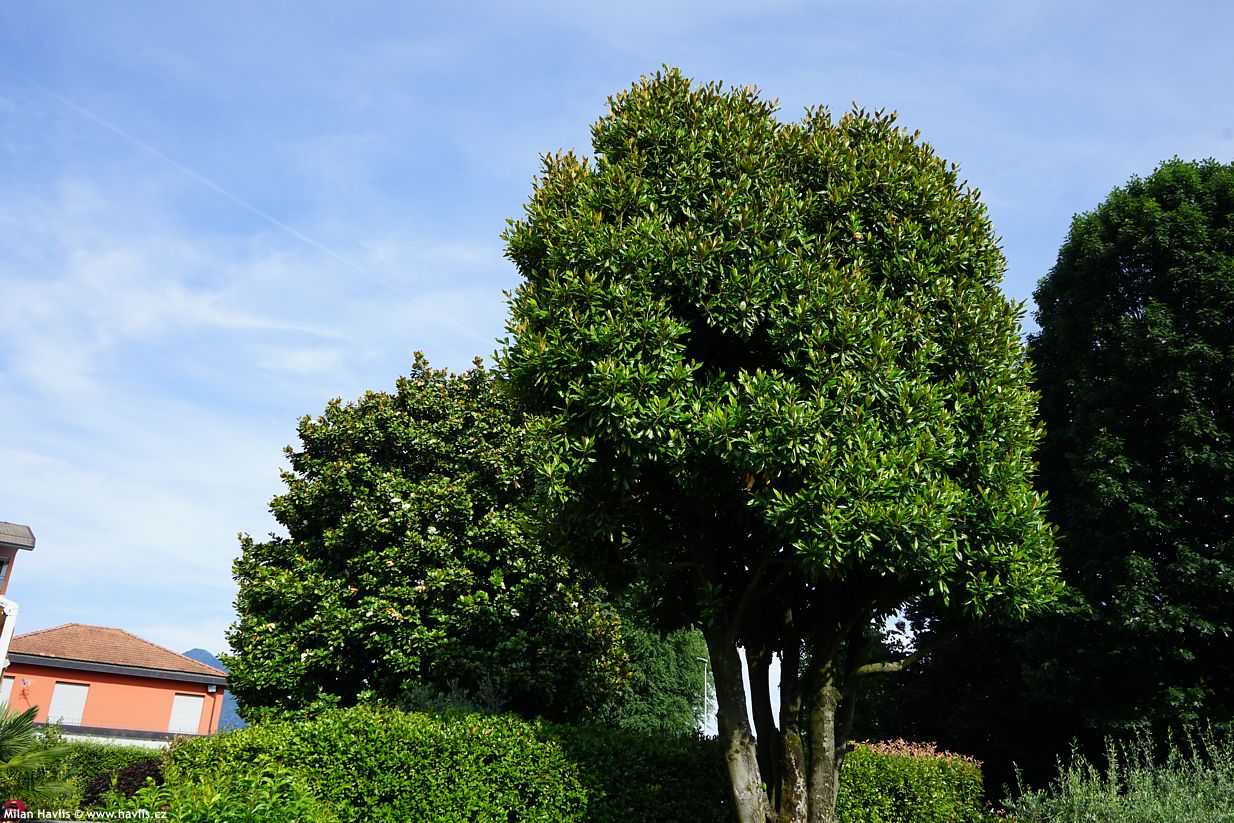 magnolia grandiflora