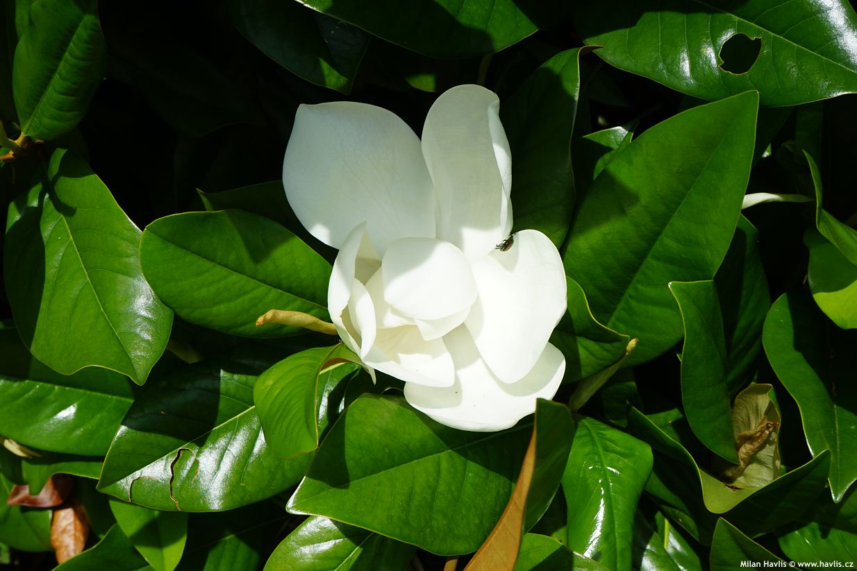 magnolia grandiflora