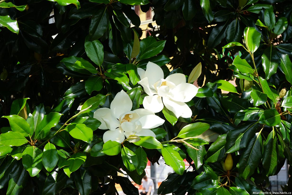 magnolia grandiflora