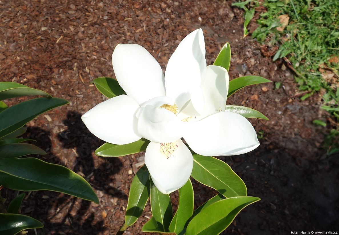 magnolia grandiflora Alta 2018 PHA 3 edit.jpg
