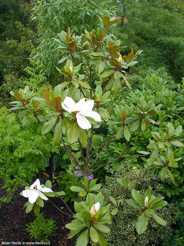 magnolia grandiflora Edith Bogue 1.jpg