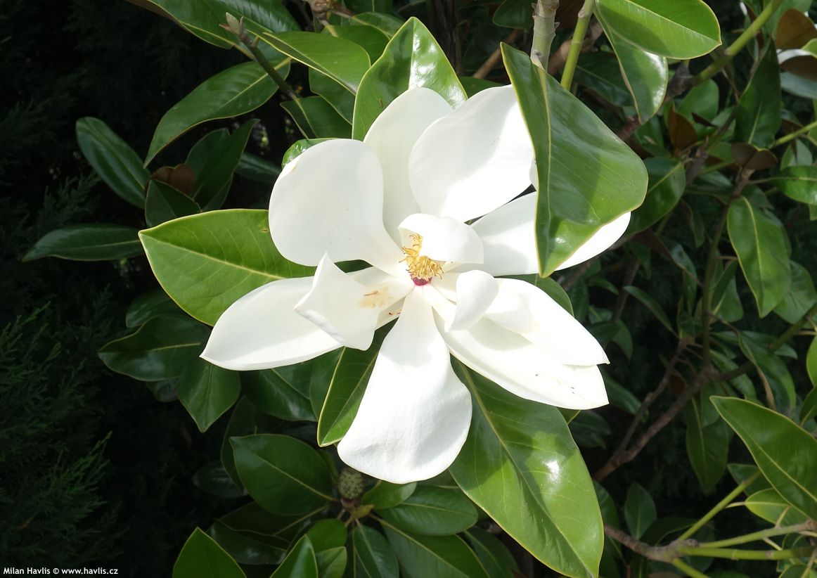 magnolia grandiflora Ferruginea.jpg