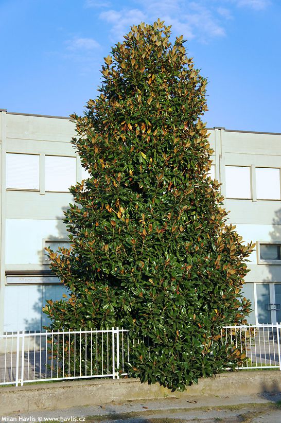 magnolia grandiflora Francois Treyve.jpg