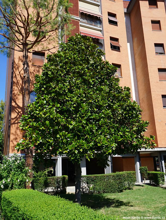 magnolia grandiflora Francois Treyve