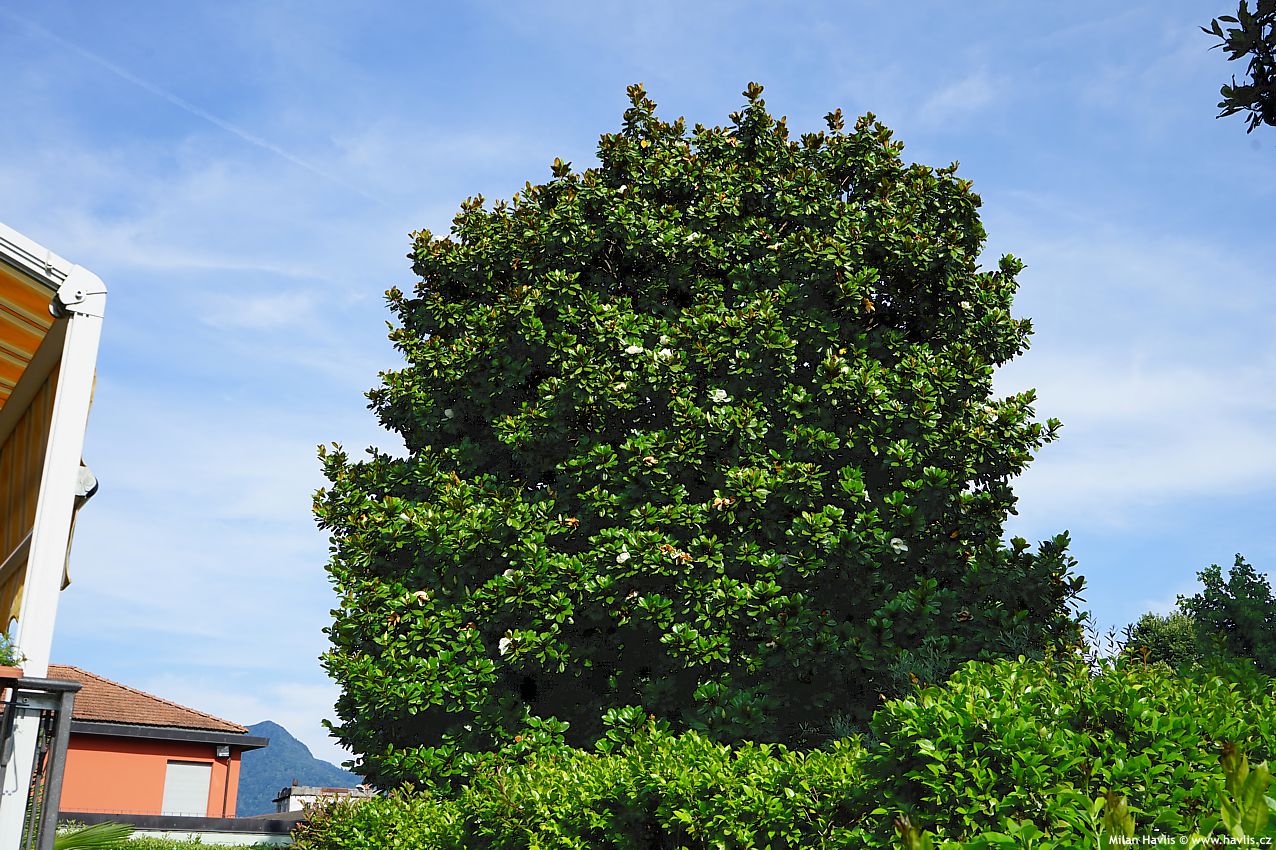 magnolia grandiflora Francois Treyve