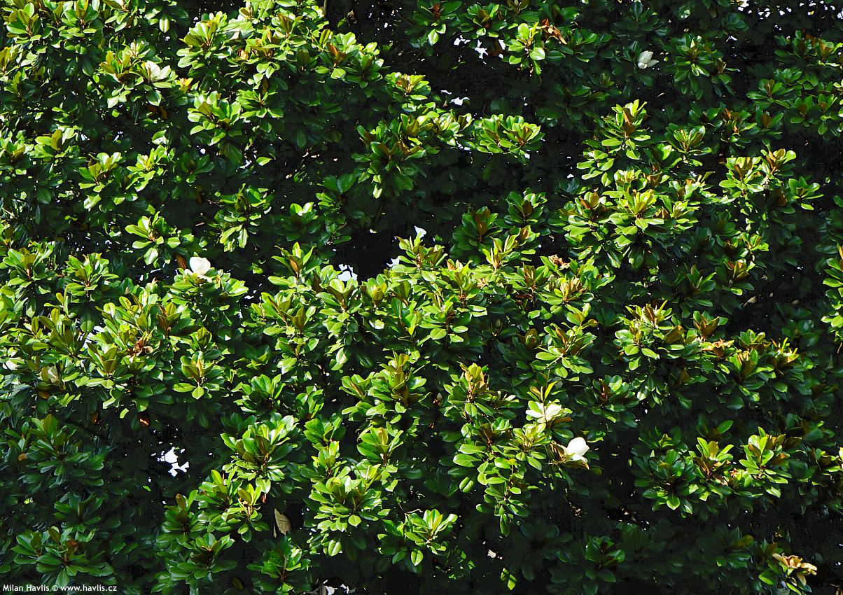 magnolia grandiflora Francois Treyve