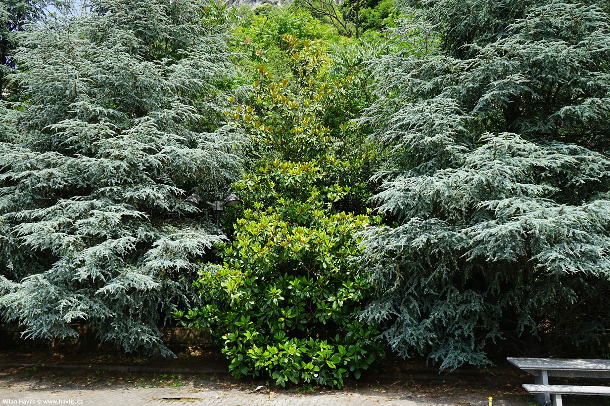 magnolia grandiflora Galisonniere