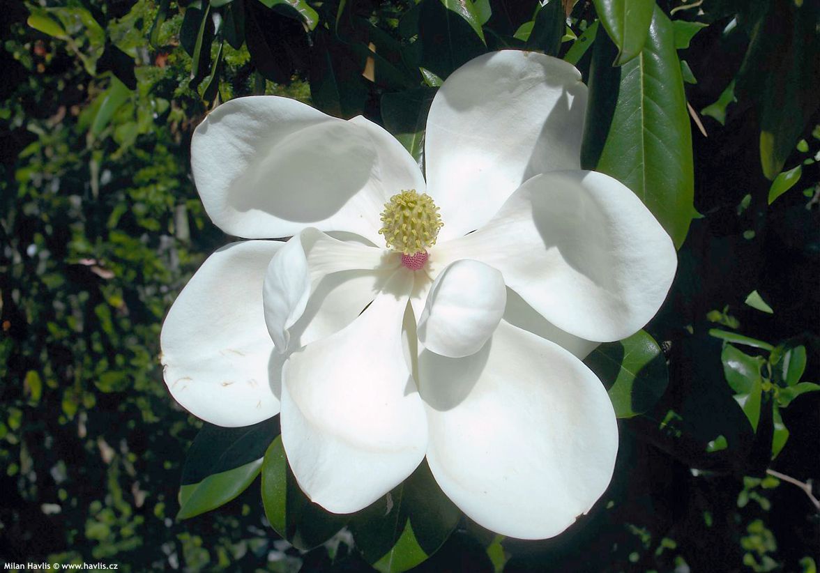 magnolia grandiflora Goliath 2.jpg