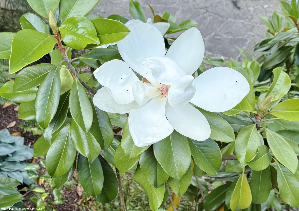 magnolia grandiflora Goliath