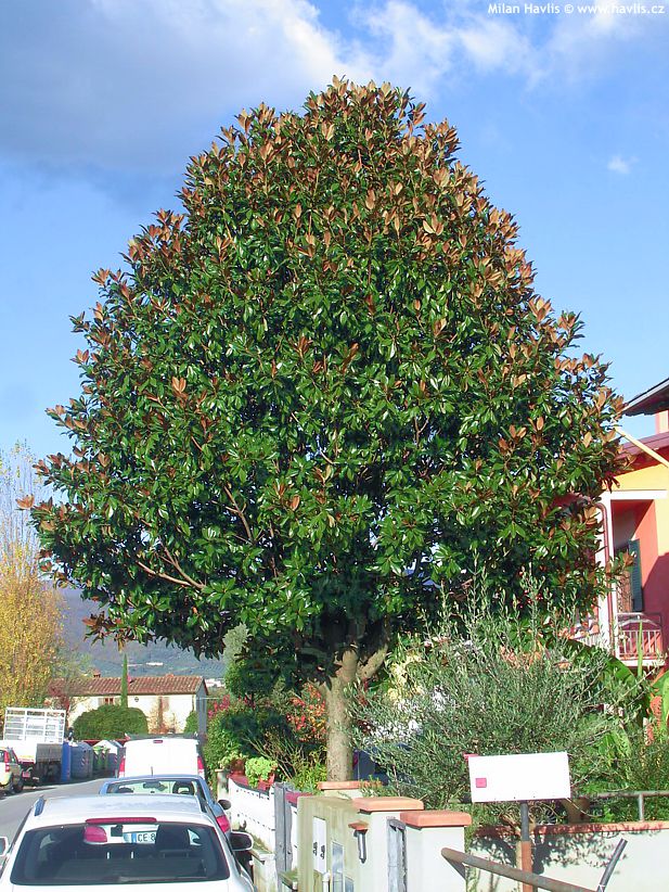 magnolia grandiflora Goliath 3.jpg
