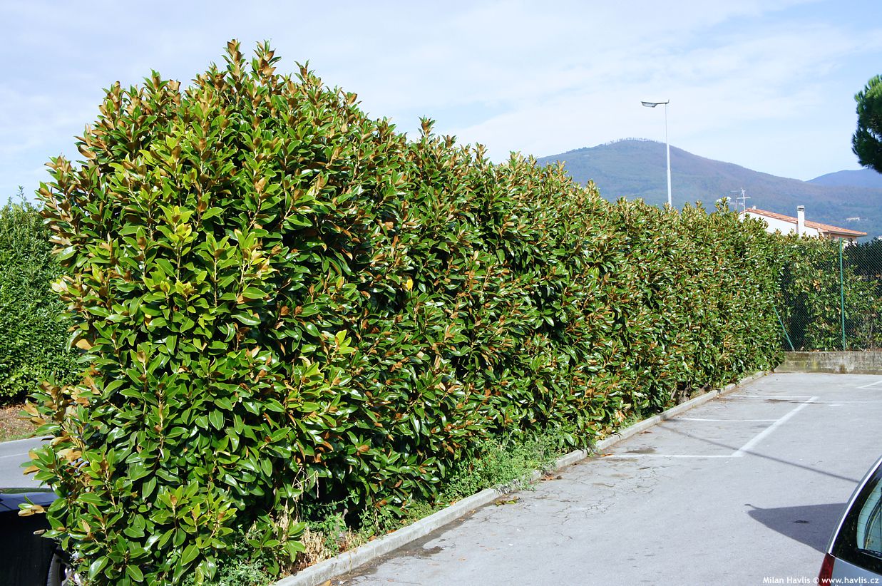 magnolia grandiflora Goliath živý plot.jpg
