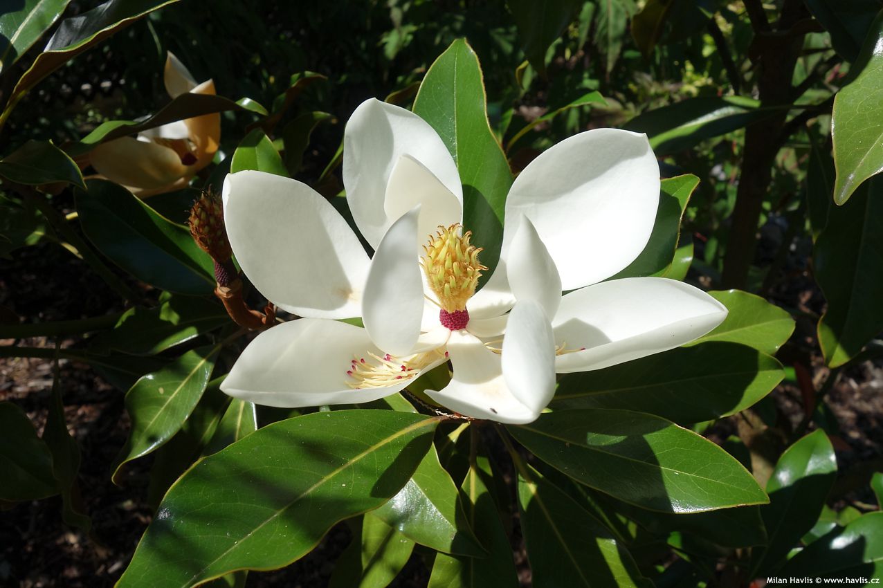 magnolia grandiflora