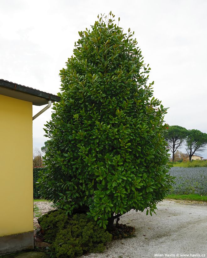 magnolia grandiflora Maryland.jpg
