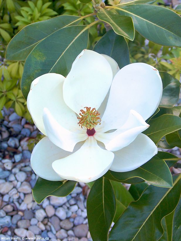 magnolia grandiflora Maryland 2.jpg