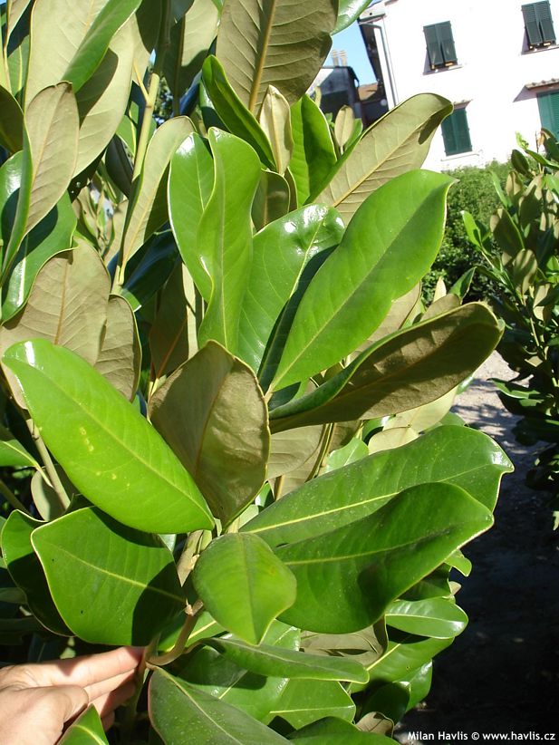 magnolia grandiflora Maryland 3.jpg