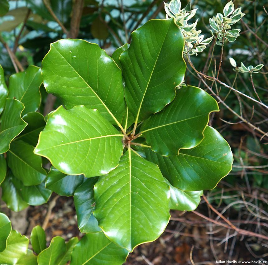 magnolia grandiflora Mont Blanc