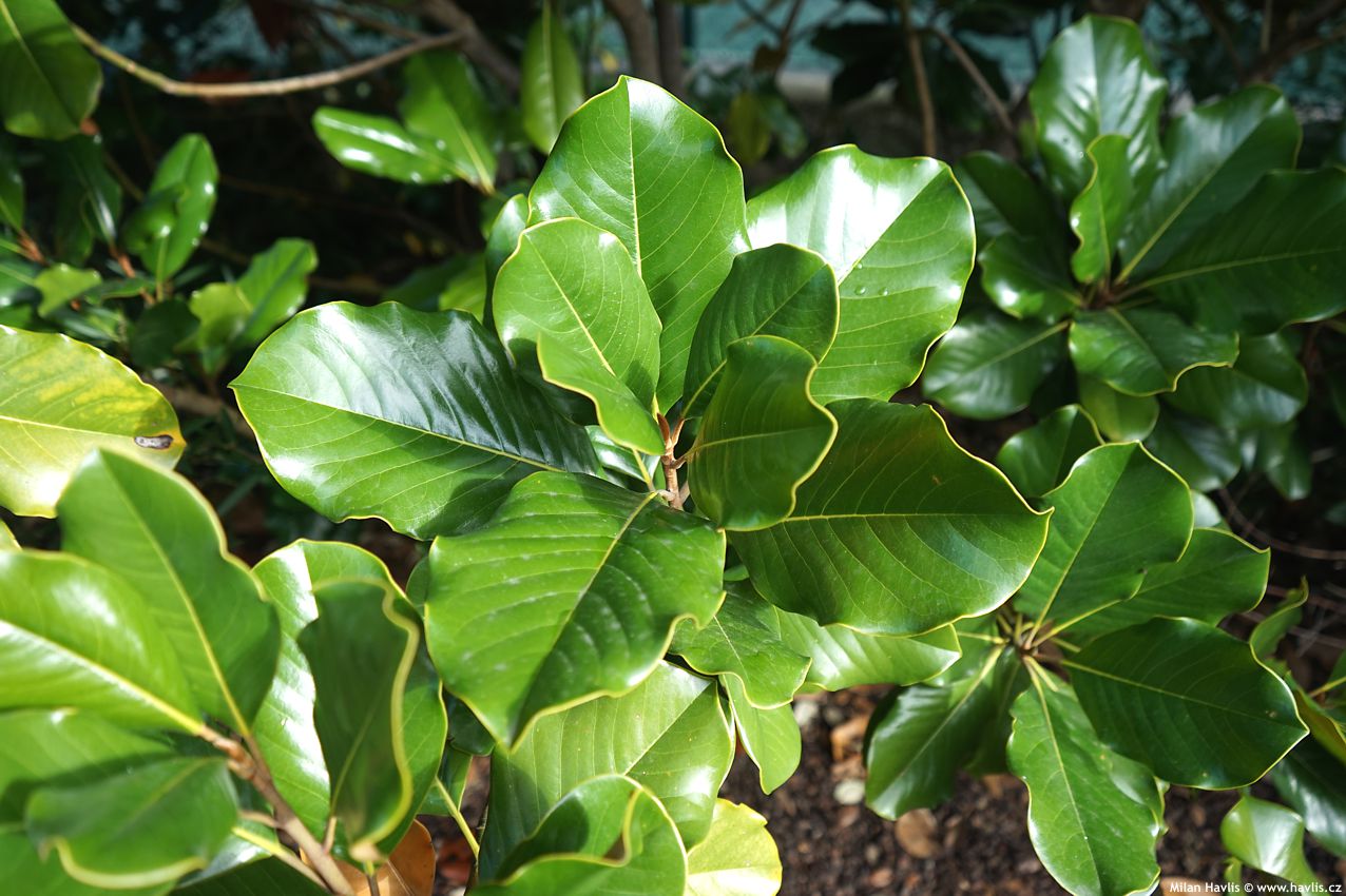 magnolia grandiflora Mont Blanc